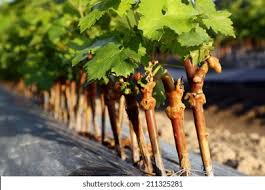 Image result for graft grape vines
