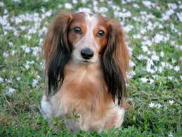 Rocky Red Piebald Long Haired Mini Dachshund Long Haired Dachshund Dachshund Mix Dachshund Puppy Miniature
