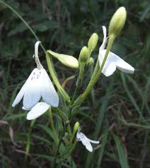 Image result for Rhinacanthus zambesiacus
