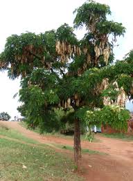 Image result for Albizia petersiana