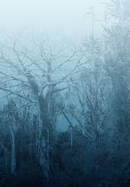 Image result for Oldfieldia macrocarpa