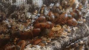 Use traps to determine if bedbugs are gone. How To Know If Bed Bugs Are Gone After Treatment What To Do Pestbugs
