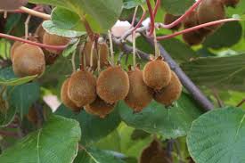 20' or more.fruitless male kiwi suitable for pollinating arguta females anna and geneva 3. Grow Kiwi Fruit And Reap The Benefits Organic Gardener Magazine Australia