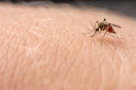 Diese einfachen tipps helfen ihnen dabei, die mücken aus der wohnung zu vertreiben und sie dauerhaft draußen zu halten. Ist Mucken Toten Verboten Oder Erlaubt Tierschutz 2021