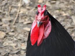 La Fleche Chicken Breeds Brahma Chicken Chickens