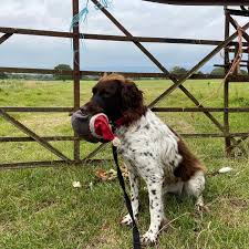 Kleiner munsterlander, petit epagneul de munster, pequeno munsterlander. Small Munsterlander Club Home Facebook