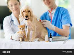 Veterinarians and the cdc weighed in on what people with pets should know about how to deal with your tabby cat may be in a different category than a tiger, but after one big cat at the bronx zoo was although there have been very few reports of cats and dogs testing positive for coronavirus. Vet Examining Dog Cat Image Photo Free Trial Bigstock