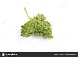 Image result for Colomerus vitis