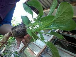 Pada budidaya hidroponik, kebutuhan nutrisinya mesti tersedia dalam jumlah yang tepat dan mudah diserap tanaman karena tak menggunakan tanah sebagai media tanamnya. Wanita Ini Buat Bekas Hidroponik Guna Besen Kedai Rm 2 Ini Hasilnya Impiana