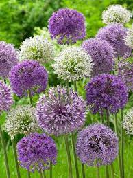 Dutch Vintage Bubble Blend Flowers Perennials Bulb Flowers Onion Flower