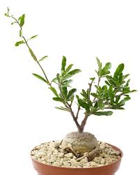 Image result for Adenia fruticosa