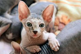 preparing your sphynx for veterinary care