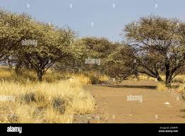 Image result for Acacia mellifera