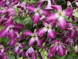 Check spelling or type a new query. How To Grow Summer Flowering Clematis Saga