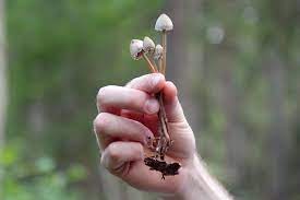 What Does It Feel To Be High On Magic Mushrooms