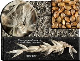 Image result for Enneapogon desvauxii