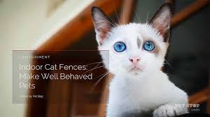 The gentle static correction will let him know there are better places to play. Outdoor Versus Indoor Cat Fences Pet Stop Dog Fence Company