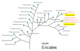 Image result for Sladeniaceae