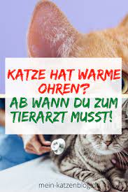 katze hat warme heisse ohren symptom fur fieber katzen katze warme ohren tierarzt