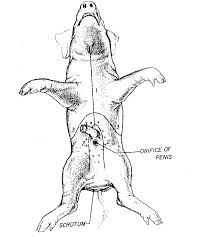 Fetal Pig Dissection And Fetal Pig Anatomy Biology Junction