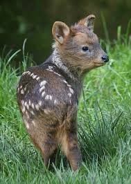 A Baby Padu The World S Smallest Species Of Deer Cute Animals Animals Cute Baby Animals