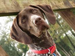 German shorthaired pointer may weigh 48 kg / 105 pounds lesser than english setter. Monty German Shorthaired Pointer 4 Week Residential Dog Training Youtube
