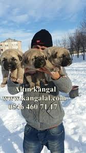 Kangal Yavrusu Kangal Ciftligi Kangal Yavru Satisi Kangal Kopegi Akbas Ve Bekci Kopegi