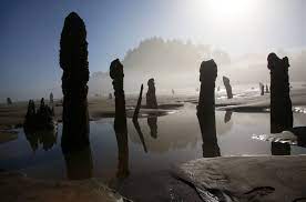 Maybe you would like to learn more about one of these? Ghost Forest Emerges From The Sand On The Oregon Coast Oregonlive Com