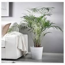 Piante Ikea Svizzera Nel 2020 Piante In Vaso Idee Ikea Piante