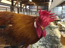 The sicilian buttercup, aka flowerbird we know originated from the island of sicily. Sicilian Buttercup Chickens About The Breed American Buttercup Club