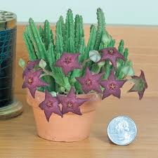 Molded by dry desert climates, they don't require much water or care and can survive extreme weather conditions. Stapelia Scitula Starfish Flower 2 5 Pot Logee S Plants