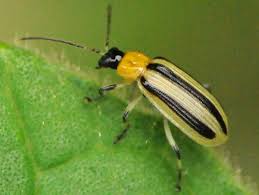 We did not find results for: Striped Cucumber Beetle Acalymma Vittatum