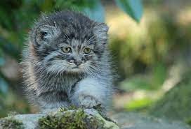 В среднем кот манул весит 5 килограмм. Malenkij Manul Avtor Foto Safi Kok Cats Wild Cats Pallas S Cat