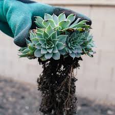 For more helpful guides for succulent care, check out how often to water a cactus, what to do when my succulent leaves are splitting, or how to. How To Save Your Overwatered Cacti Or Succulents Ok I Ll Give You My Opinion