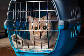 cat in cat basket ile ilgili görsel sonucu