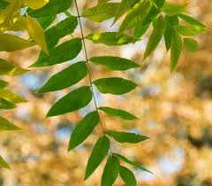 After you have confirmed which tree you are looking at, the following steps will help you identify its common name. Tree Identification Guide With Simple Steps Lovetoknow