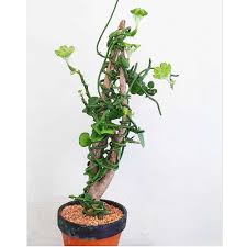 Image result for Ceropegia multiflora