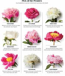 Serving newport beach ca surrounding areas. Ciao Newport Beach It S All About Springtime Decor Peonies Little Gardens Petals