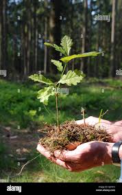 Image result for oak sapling