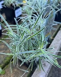 Image result for Ficinia