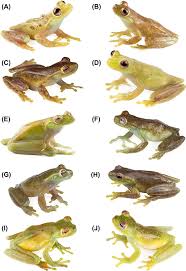 Image result for Hyloscirtus criptico