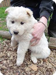 Dogs whose owners have died; Dog Adoption In Salem Oregon