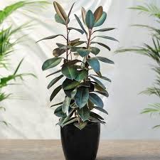 Areca palm | botanical name: Rubber Plants For Sale Fastgrowingtrees Com