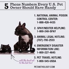 5 Phone Numbers You Must Have Available In Case Of An Emergency Learn Why On Petanthology Com Dog Emergency Pets Dogs Dog Care