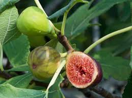 Dwarf fruit trees bear fruit in only 3 to 5 years. 14 Dwarf Fruit Trees To Create A Mini Orchard On Your Patio