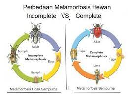 Metamorfosis sempurna metamorfosis sempurna ditandai dengan adanya fase yang disebut pupa atau kepompong. Contoh Metamorfosis Tidak Sempurna Pengertian Tahapan Gambar