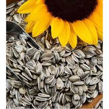 Discover the best sunflower seeds in best sellers. Sunflower Seed Pack Size 50 Kg Rajan Trading Company Id 18274145555
