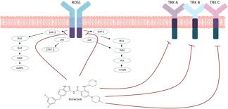 Image result for ROS1 Inhibitor