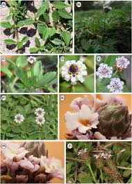 Image result for Phyla nodiflora