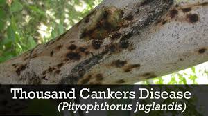 Thousand Cankers Black Walnut Disease National Invasive Species Information Center